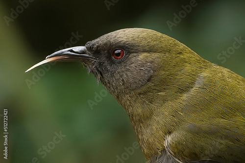 NZ Bellbird