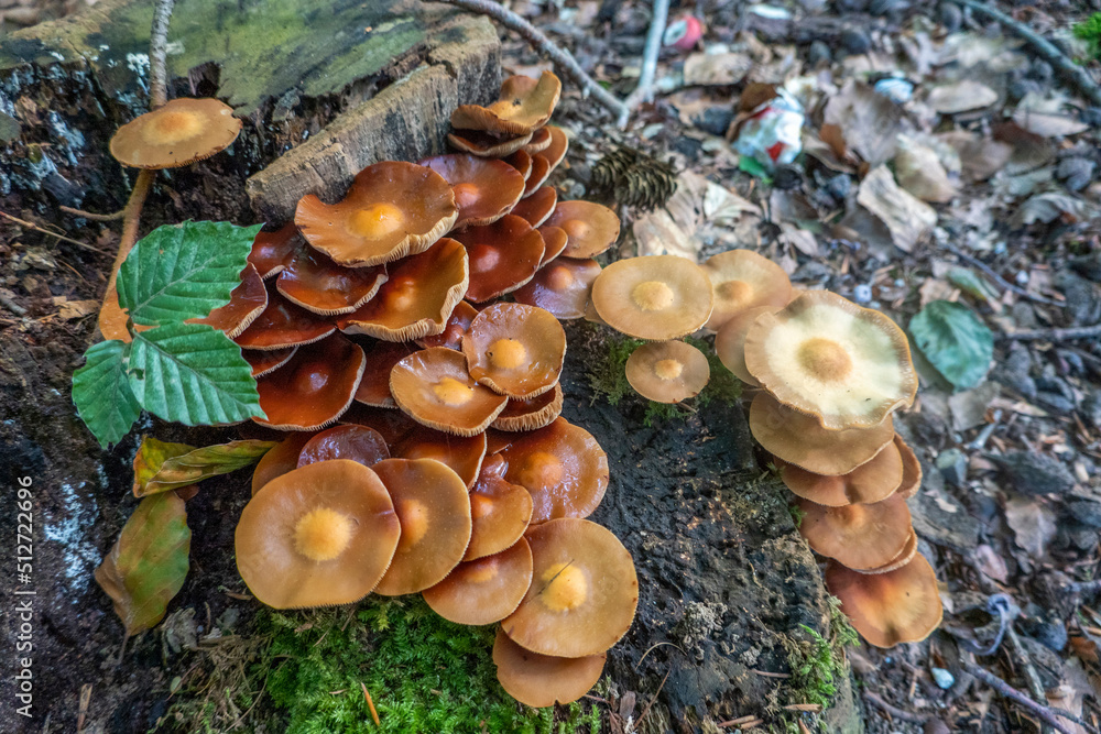 Mushrooms in the autumn forest