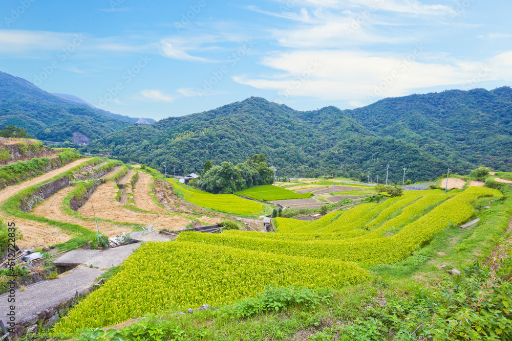 Rice terraces or Senmaida in Shodoshima island, Shikoku.