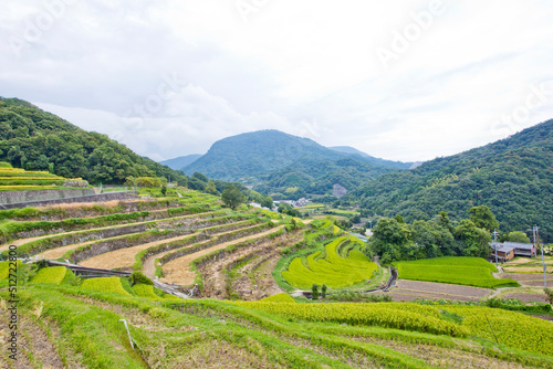 Rice terraces or Senmaida in Shodoshima island, Shikoku. photo