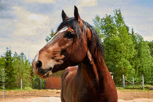 Vladimir heavy horse. Close-up portrait in profile