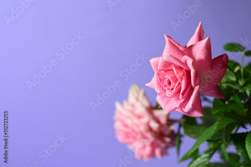 Rose flower  on mauve background and copy space.