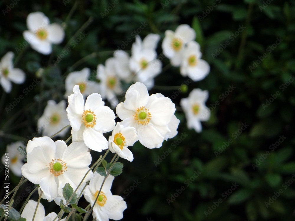 Fototapeta premium シュウメイギク