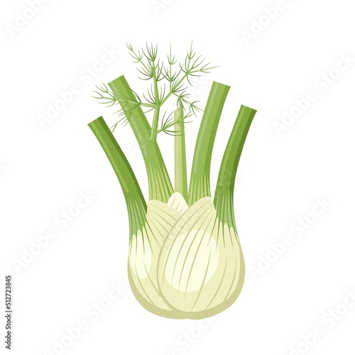 Vector illustration, bulb of fresh fennel, isolated on a white background.