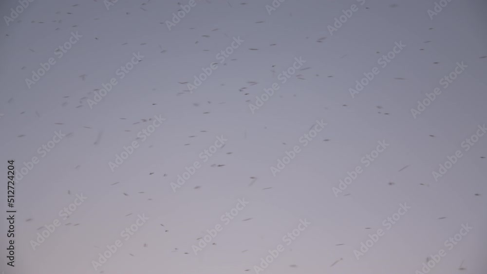 Midge flies swarming in the sky at dusk near Utah Lake in the summer as they fill the air. Midge flies swarming in the sky at dusk near Utah Lake in the summer as they fill the air.
