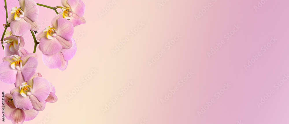 Fototapeta premium Beautiful orchid flowers on white background