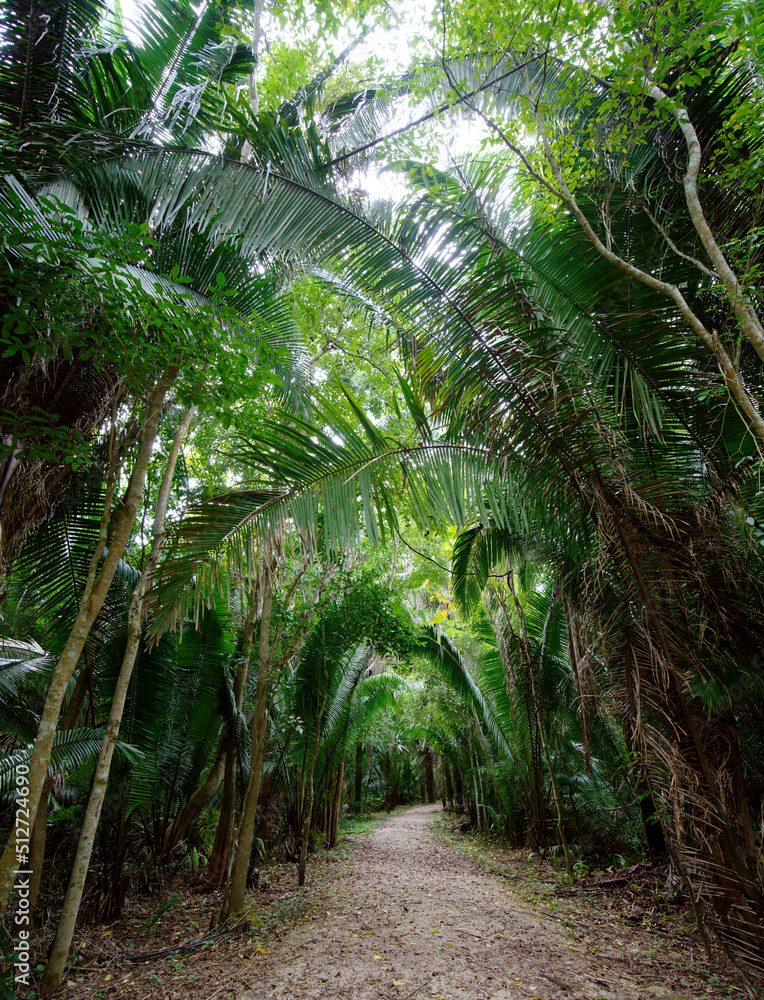 im Dschungel Mexikos - Kohunlich, Quintana Roo im Dschungel Mexikos - Kohunlich, Quintana Roo