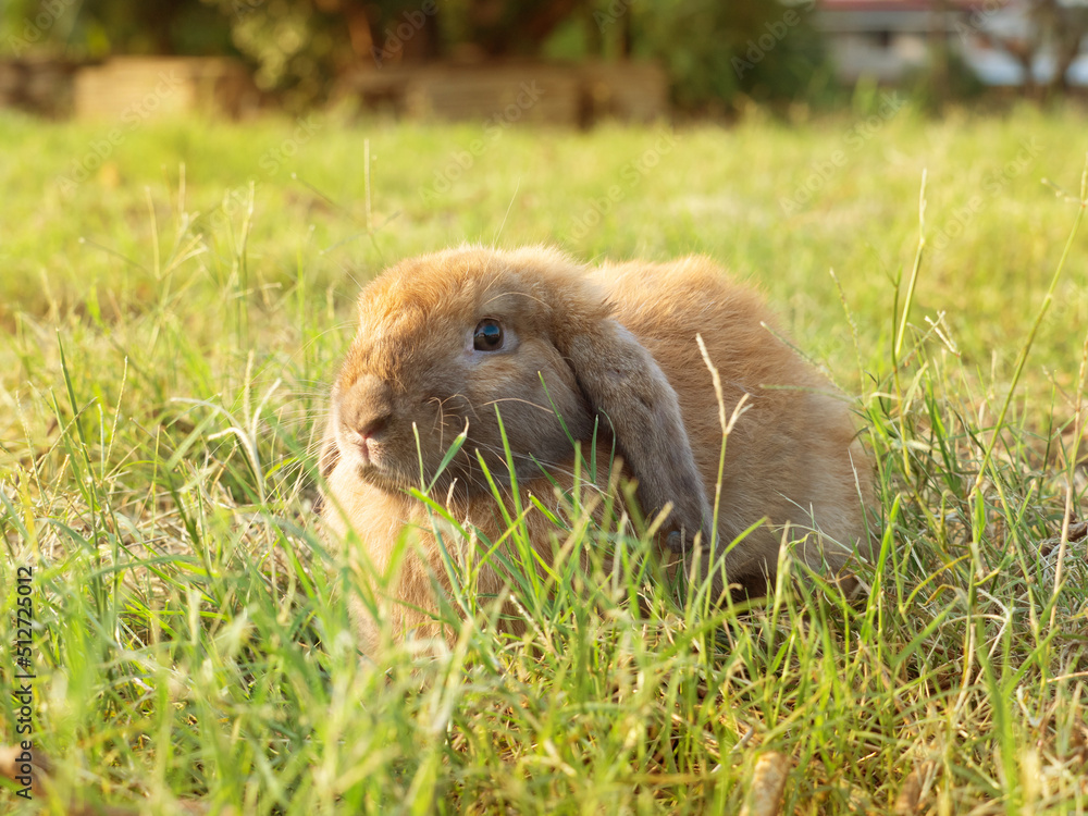 Rabbit in green land with lots of dried grass. Lovely bunny rabbit in nature sitting on grass during golden light sunset. Rabbit in green land with lots of dried grass. Lovely bunny rabbit in nature sitting on grass during golden light sunset.