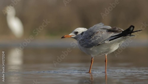 Wallpaper Mural Common Black-headed Gull Larus ridibundus fishing on the edge of a shallow lake shore Torontodigital.ca