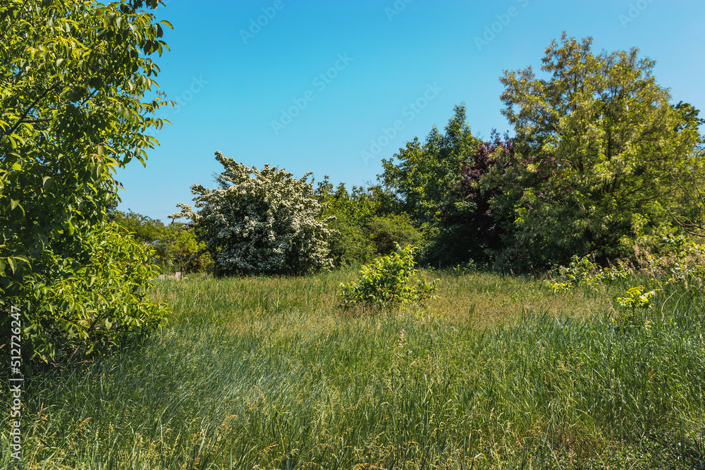Summer landscape. A field with green grass and trees in the background. Green summer landscape. A beautiful summer field with a view of the forest and the blue sky. Summer landscape. A field with green grass and trees in the background. Green summer landscape. A beautiful summer field with a view of the forest and the blue sky.