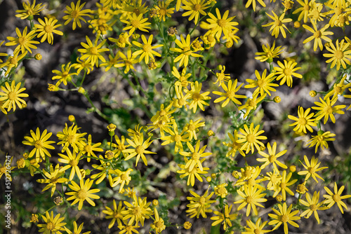 Yellow wildflowers. A lot of small yellow flowers on a background of green leaves. Top view of wildflowers in spring. Yellow floral background.