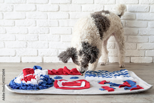 cute mixed breed dog playing with washable snuffle rug for hiding dried treats for nose work. Intellectual games with pet photo