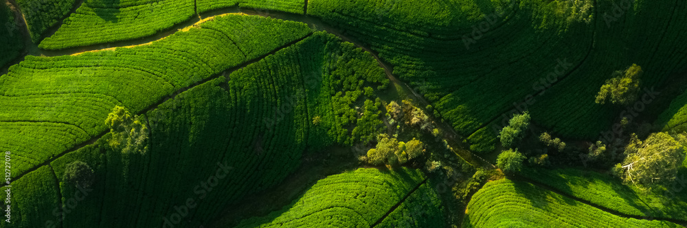 Aerial top view of panorama of green tea plantation in up country near Nuwara Eliya, Sri Lanka. High quality photo. Green tea field for background and banner Aerial top view of panorama of green tea plantation in up country near Nuwara Eliya, Sri Lanka. High quality photo. Green tea field for background and banner