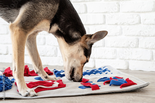 cute mixed breed dog playing with washable snuffle rug for hiding dried treats for nose work. Intellectual games with pet photo