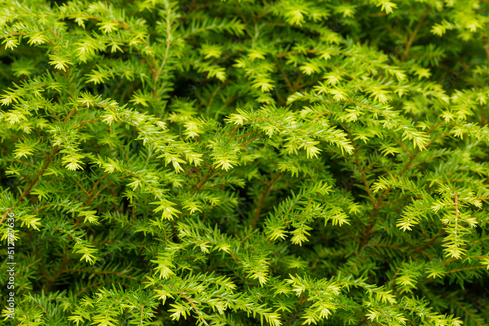 green fir branches in the summer garden green fir branches in the summer garden