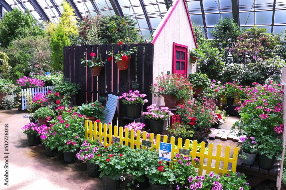 Obraz premium 百合が原公園のゼラニウム展