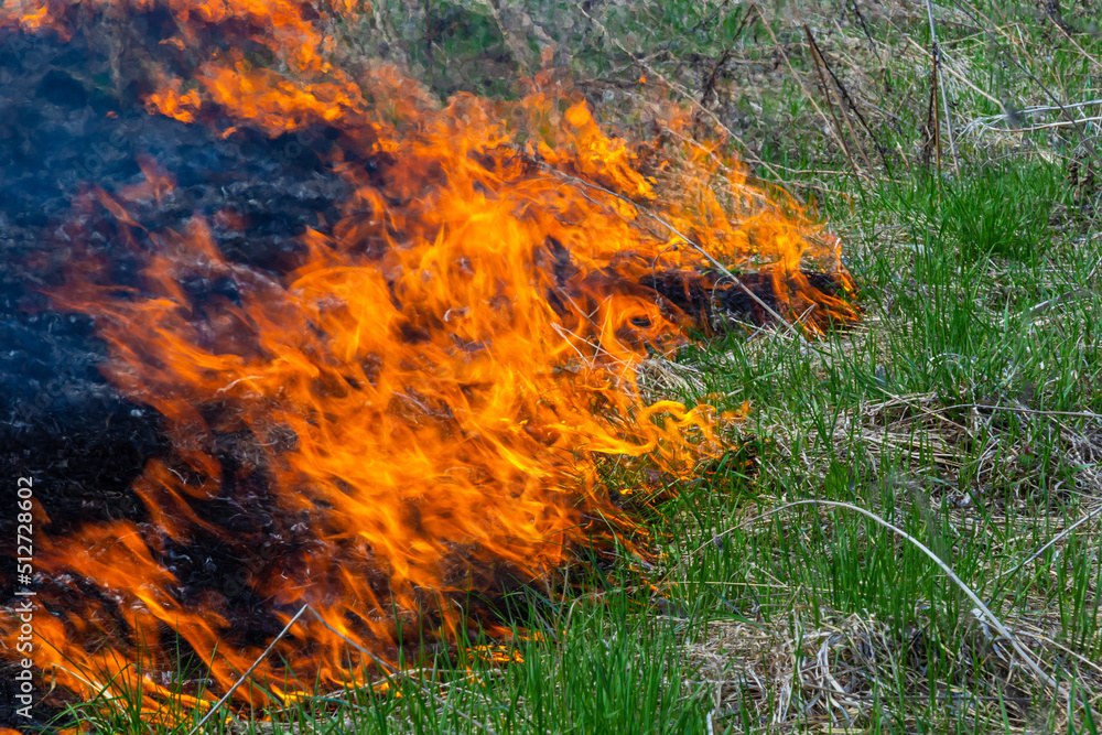 Burning old dry grass in garden. Flaming dry grass on a field. Forest fire. Stubble field is burned by farmer. Fire in the Field Burning old dry grass in garden. Flaming dry grass on a field. Forest fire. Stubble field is burned by farmer. Fire in the Field