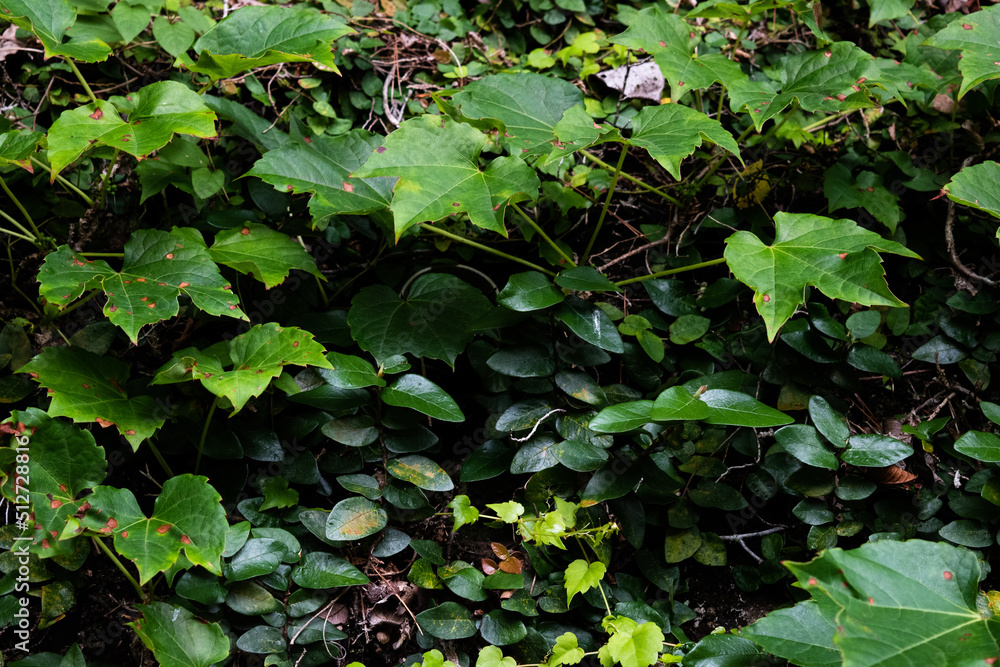 Ivy and other vine leaves crawling on the wall, green leaves background Ivy and other vine leaves crawling on the wall, green leaves background