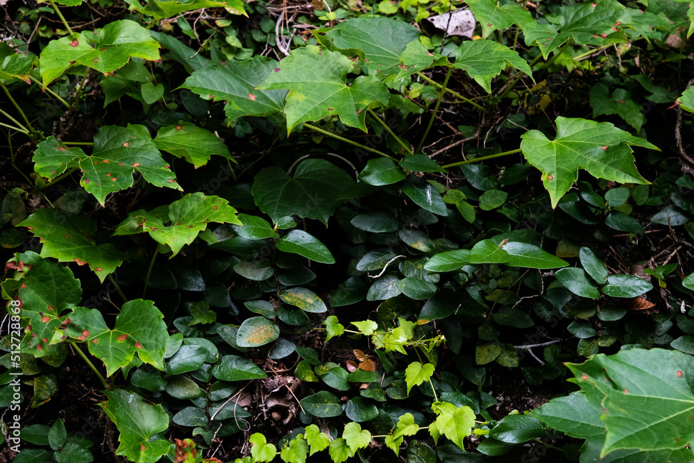 Ivy and other vine leaves crawling on the wall, green leaves background 2 Ivy and other vine leaves crawling on the wall, green leaves background 2