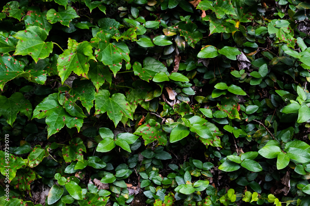 Ivy and other vine leaves crawling on the wall, green leaves background 4 Ivy and other vine leaves crawling on the wall, green leaves background 4