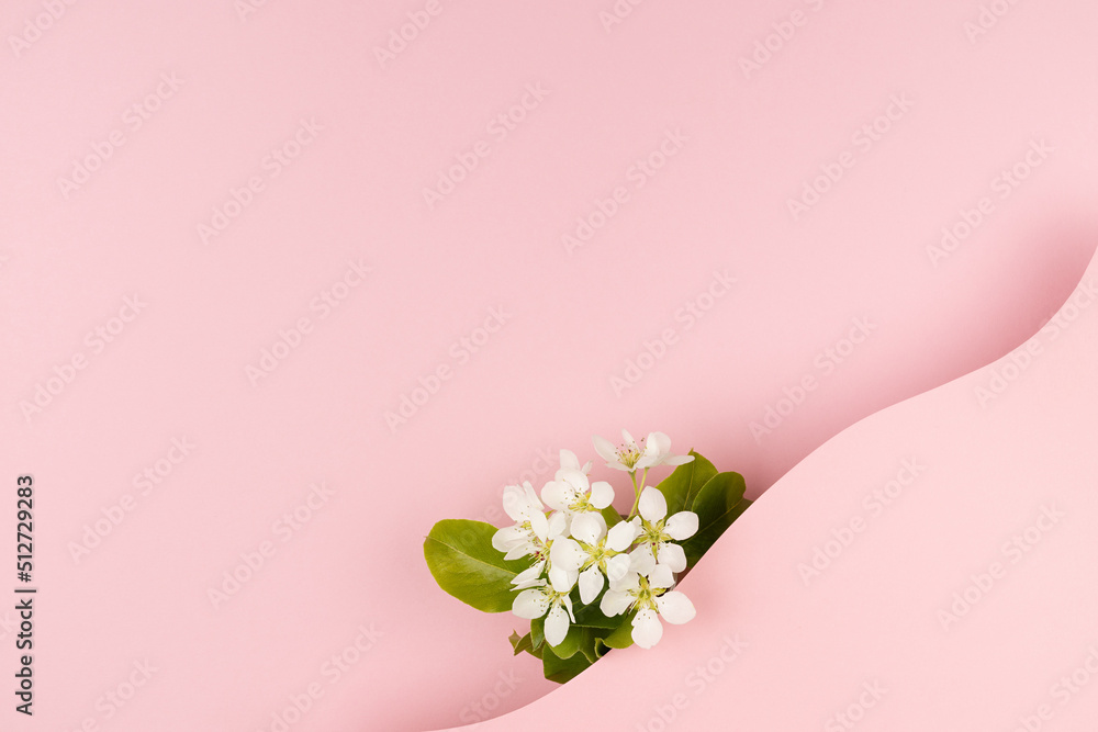 Summer romantic floral pink background with white apple tree flowers, blank rounded space as wave for text template on pastel pink background for advertising, branding identity, greeting card, design.