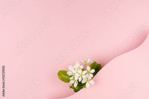 Summer romantic floral pink background with white apple tree flowers  blank rounded space as wave for text template on pastel pink background for advertising  branding identity  greeting card  design.
