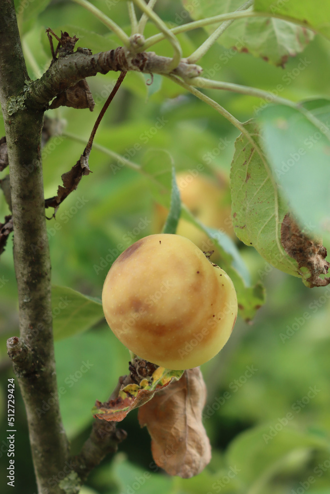 Obraz premium Rotten apple damaged by disease on the tree in the orchard. Apple fruit with brown spots. Fungal Disease Monilia fructigena on apple fruit