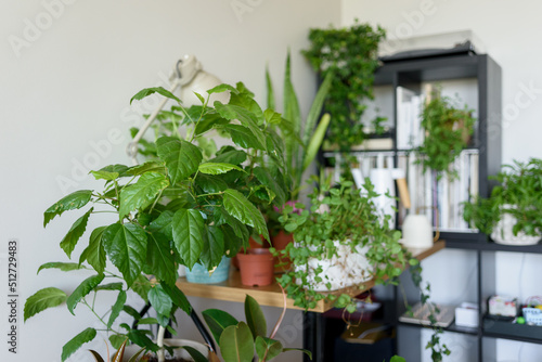Apartment corner with many home plants in different pots on table, chairs and floor. Home garden