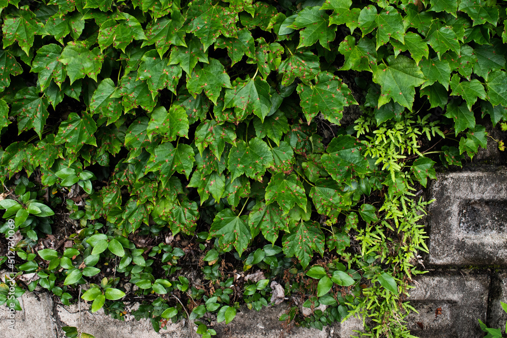 Texture of green ivy crawling on a wall Texture of green ivy crawling on a wall