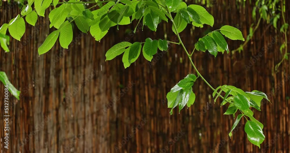 Heavy downpour with greenery closeup Heavy downpour with greenery closeup