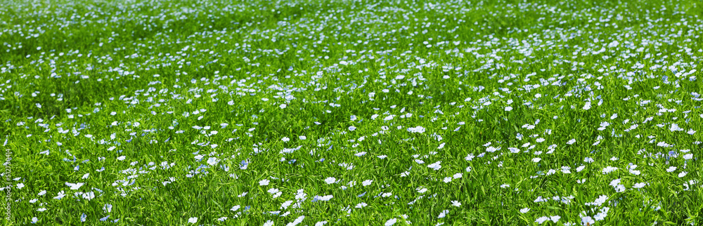 Picturesque view of beautiful blooming flax field. Banner design Picturesque view of beautiful blooming flax field. Banner design