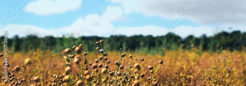 Beautiful flax plants with dry capsules in field on sunny day. Banner design photo