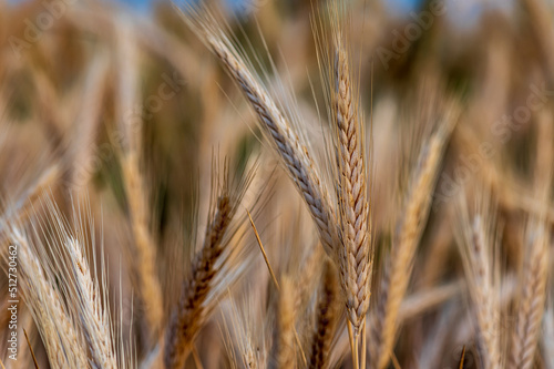 field of wheat