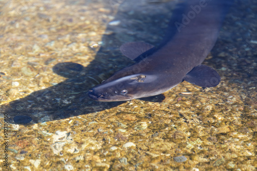 A long fin eel has come into the shallows