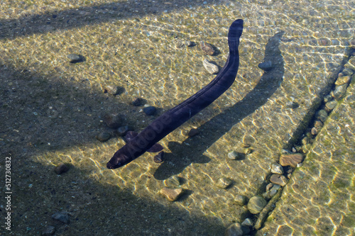 Obraz na płótnie Several longfin eels in tshallow water at Lake Rotoiti in New Zealand
