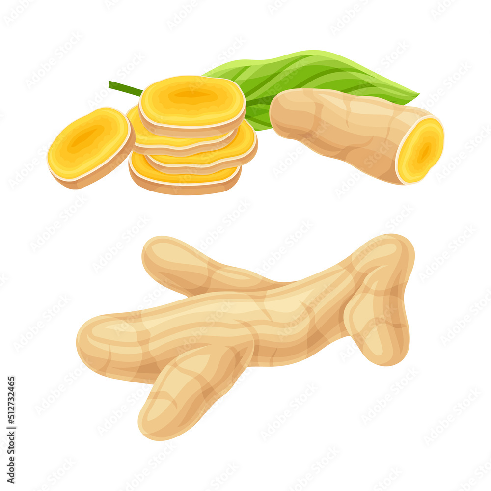 Fresh ginger root, aromatic herbal plant. Eco healthy superfood vector illustration