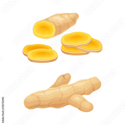 Fresh ginger root, aromatic herbal plant vector illustration