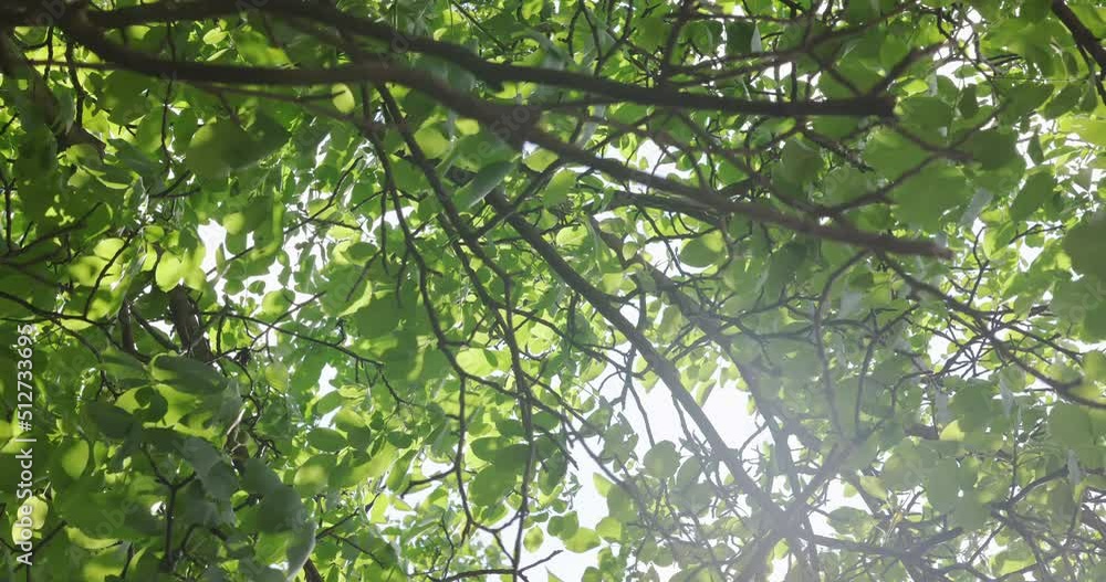 Rich green leaves of a tree waving in wind Rich green leaves of a tree waving in wind