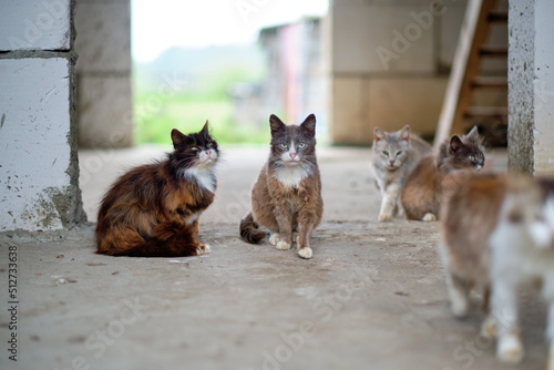 There are a lot of stray cats on the concrete floor. The concept of homeless animals in need of veterinary care