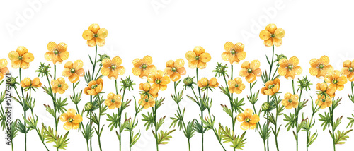 Ellow ranunculus flowers seamless border watercolor illustration. Floral border illustration isolated on white background.