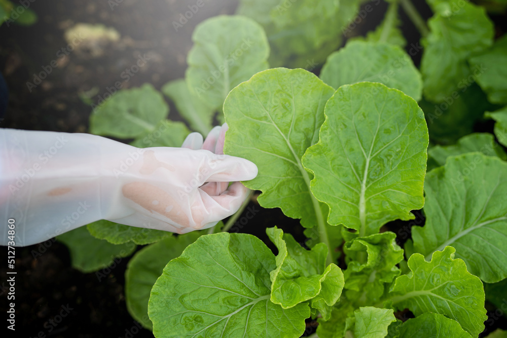 Farmers hands holding fresh vegetables, Hydroponics lettuces Organic fresh harvested vegetables. Farmers hands holding fresh vegetables, Hydroponics lettuces Organic fresh harvested vegetables.