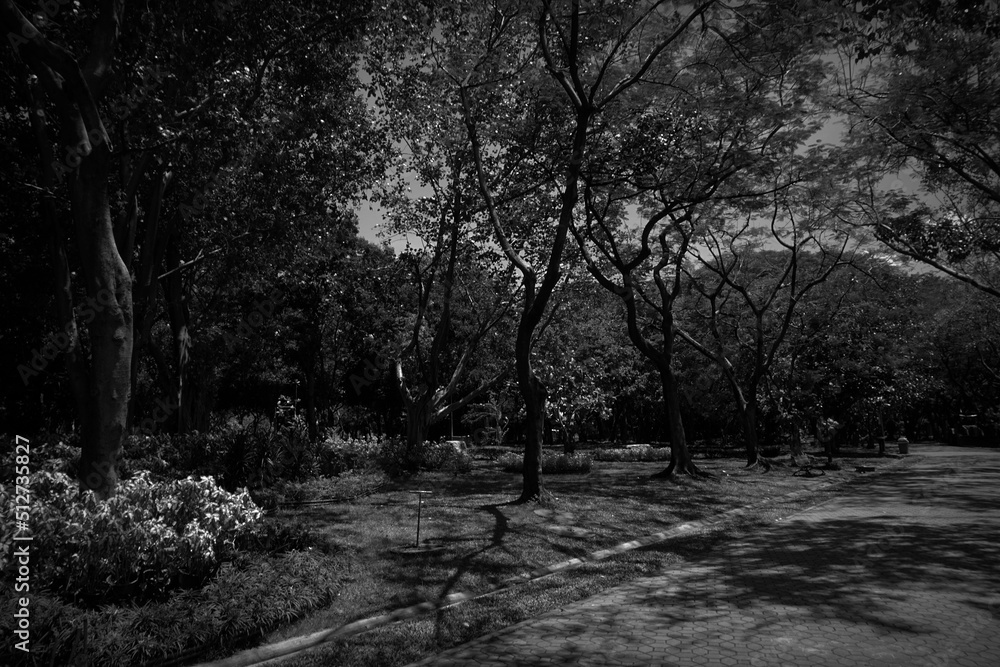  black and white photo of trees in the garden  