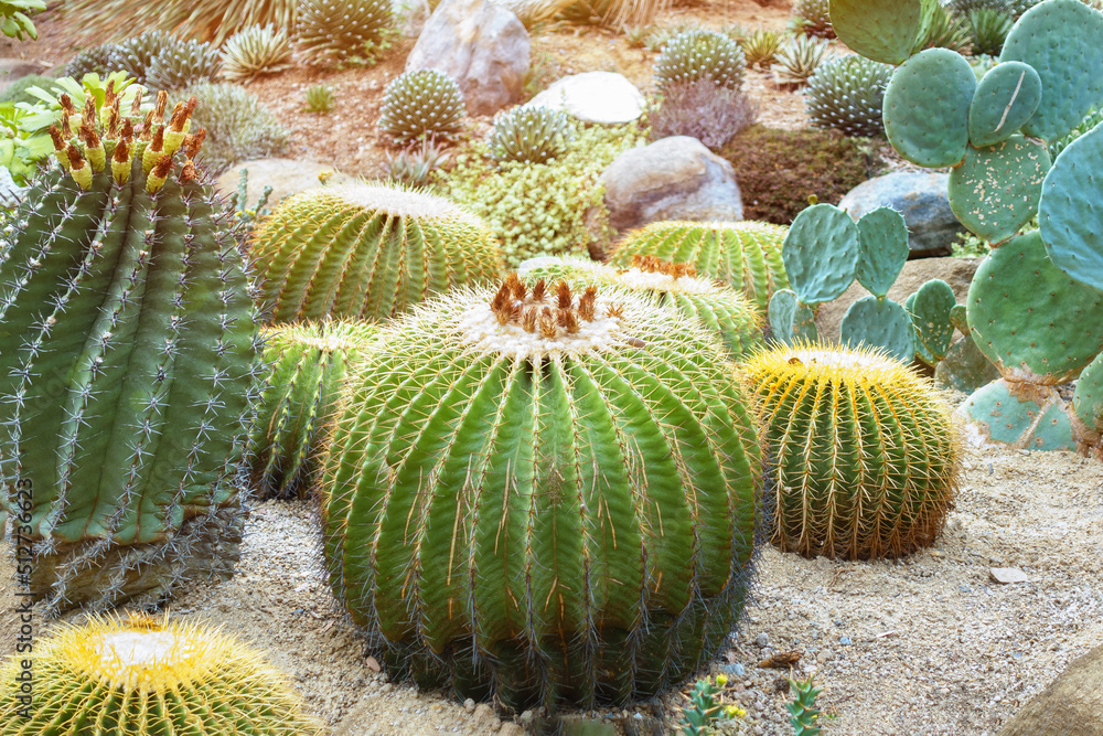 Golden Barrel cactus in farm. Golden Barrel cactus in farm.