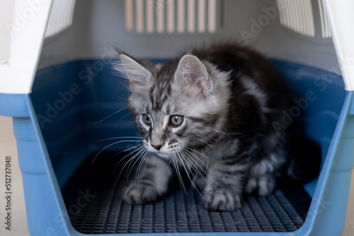 Maine Coon kitten in a travel box. Pedigree cat is a pet.