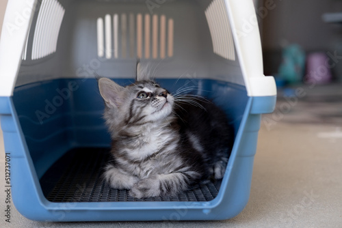 Maine Coon kitten in a travel box. Pedigree cat is a pet.