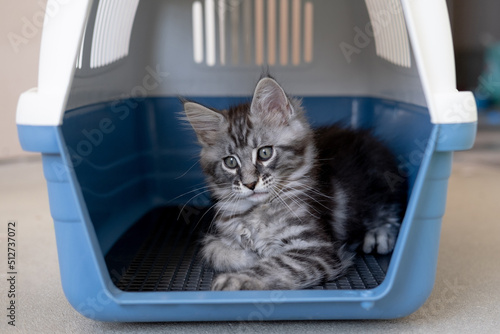 Maine Coon kitten in a travel box. Pedigree cat is a pet.