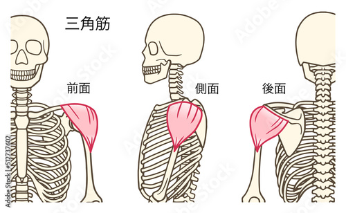 三角筋、肩の筋肉、前面、側面、後面、名称あり