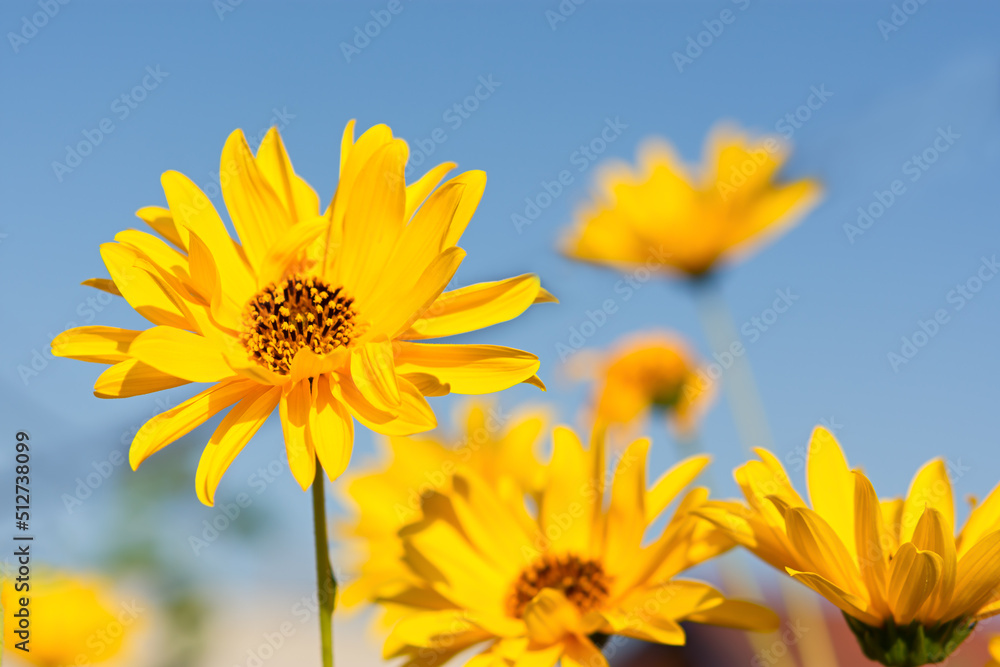 Obraz premium White daisies close-up in a vase. Warm sunlight, soft focus, macro yellow stamens. The concept of tenderness, purity, and innocence. Fragile romantic flowers.Healing wildflowers for natural cosmetics.