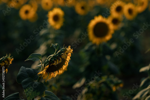 Withered sunflower falling asleep at sunset. Field of sunflowers