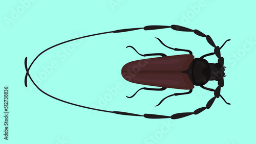 barbel beetle top view